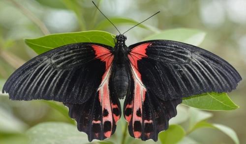 Papilio rumanzovia